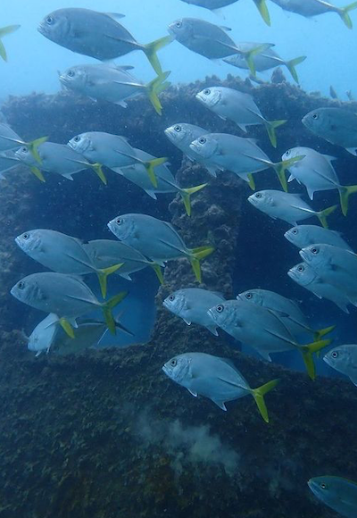 buceo en cartagena